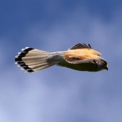 Falco cenchroides