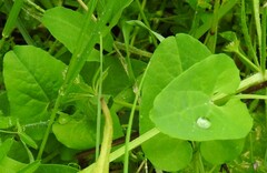 Aristolochia paucinervis