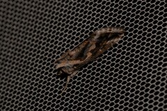 Chrysodeixis argentifera