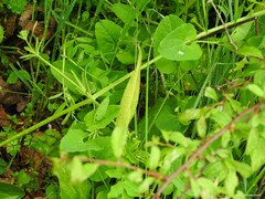 Arum cylindraceum