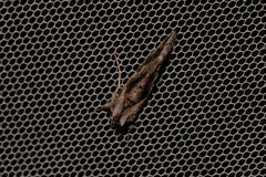 Chrysodeixis argentifera