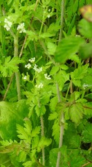 Chaerophyllum nodosum