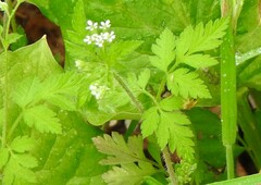 Chaerophyllum nodosum