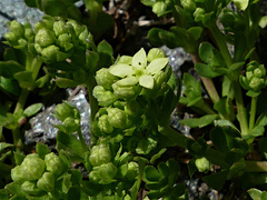Galium tendae