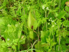 Arum cylindraceum