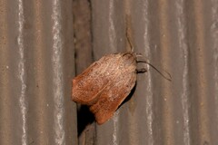 Tortricopsis pyroptis