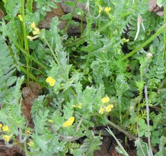 Ornithopus compressus