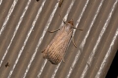 Tathorhynchus fallax