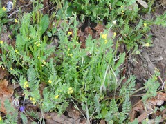 Ornithopus compressus