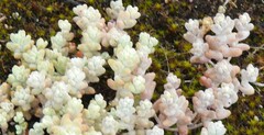 Sedum pedicellatum