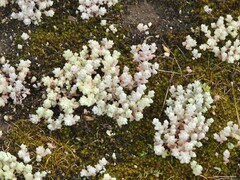 Sedum pedicellatum