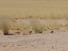 Pterocles namaqua