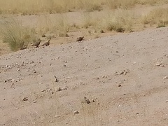 Pterocles namaqua