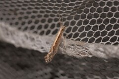 Plutella xylostella-australiana