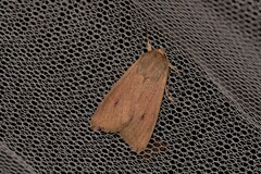 Mythimna convecta