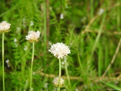 Armeria arenaria