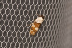 Euphiltra eroticella