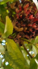 Pistacia atlantica