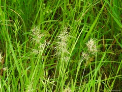 Poa bulbosa vivipara