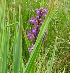 Orchis mascula