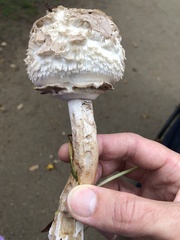 Chlorophyllum rhacodes