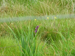 Asphodelus albus