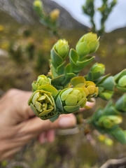 Thesium euphorbioides