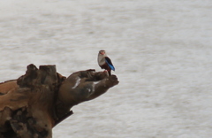 Halcyon leucocephala