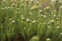 Leucadendron linifolium