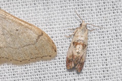 Neocochylis hybridella