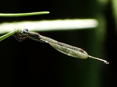 Austrolestes leda