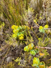 Thesium euphorbioides