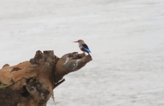 Halcyon leucocephala