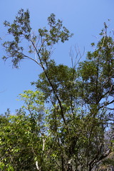 Olea europaea cuspidata