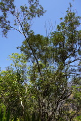 Olea europaea cuspidata