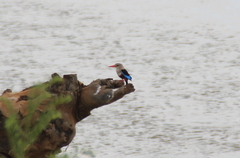 Halcyon leucocephala