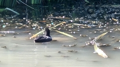 Fulica atra