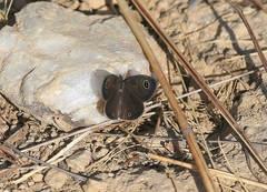 Ypthima norma