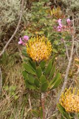 Leucospermum
