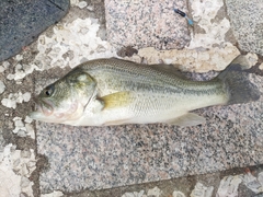 Micropterus salmoides