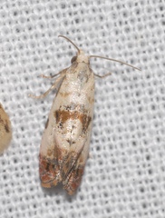 Neocochylis hybridella