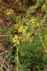 Lyperia tristis