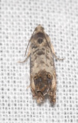 Cydia albipicta