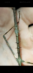 Argosarchus horridus