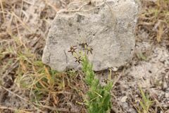 Lyperia