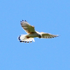 Falco cenchroides