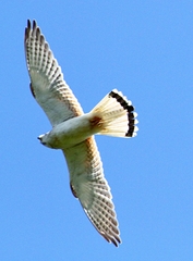 Falco cenchroides