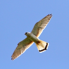 Falco cenchroides