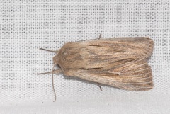 Leucania comma