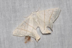 Ourapteryx sambucaria